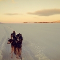 Kaamanen, husky safari2